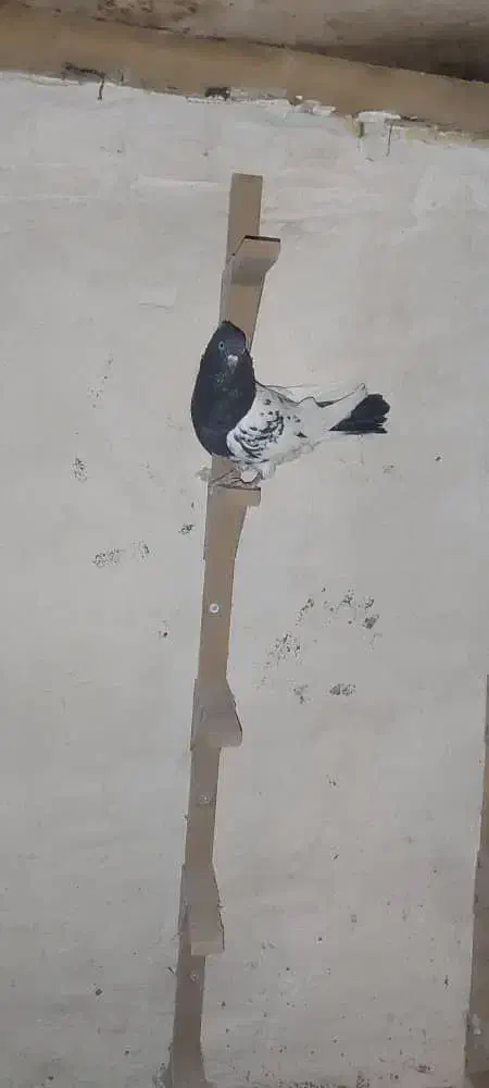 کبوتر کله سیاه|پرنده|مرودشت, ژیان|دیوار