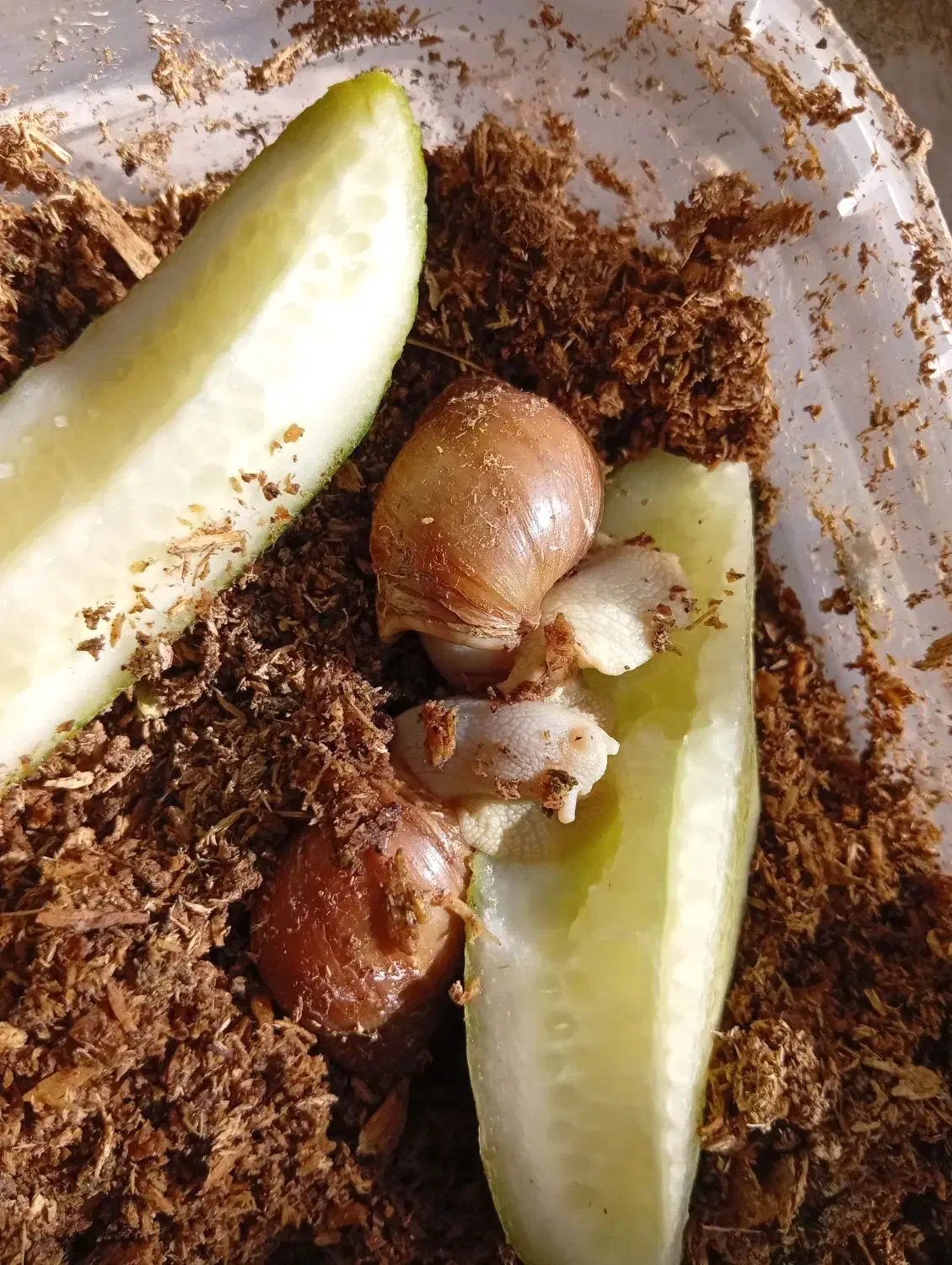 تعدادی حلزون|خزنده|شیراز, فخرآباد (دروازه کازرون)|دیوار