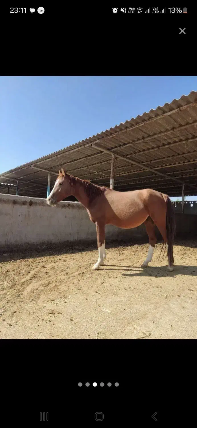 فروش اسب و مادیان دره شوری|اسب و تجهیزات اسبسواری|شیراز, وزیرآباد|دیوار
