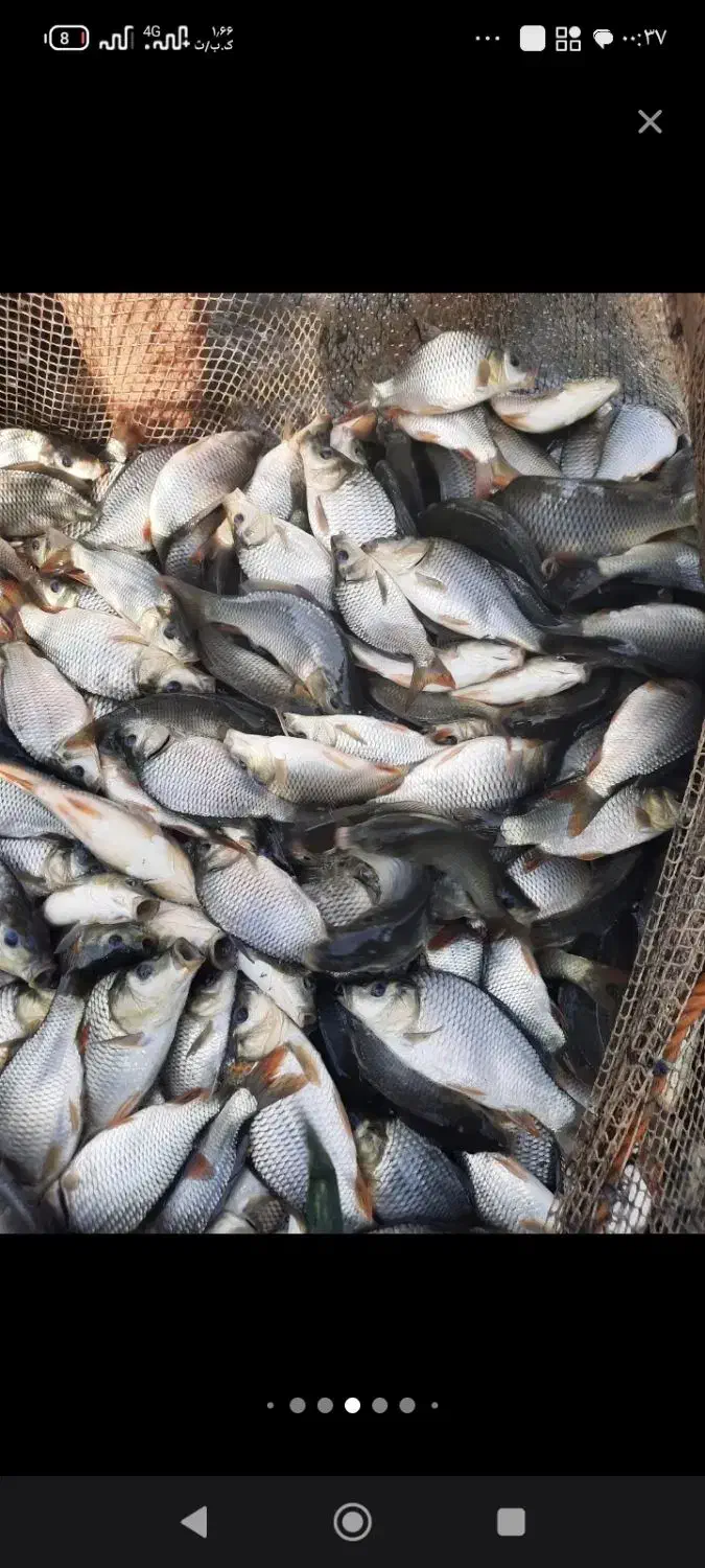 کپور طلایی|خوردنی و آشامیدنی|بسطام, |دیوار