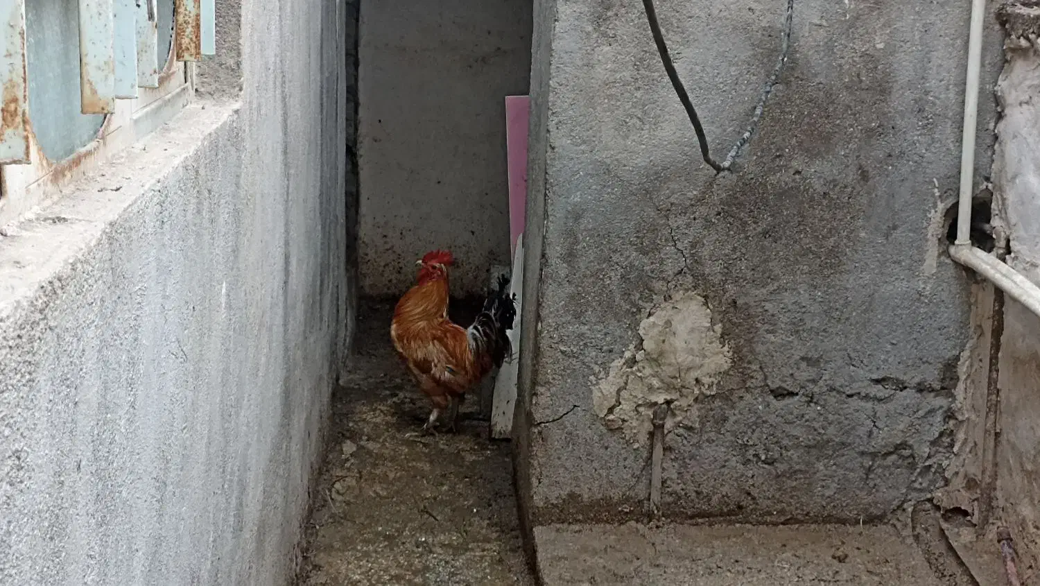 خروس|حیوانات مزرعه|بوشهر, |دیوار