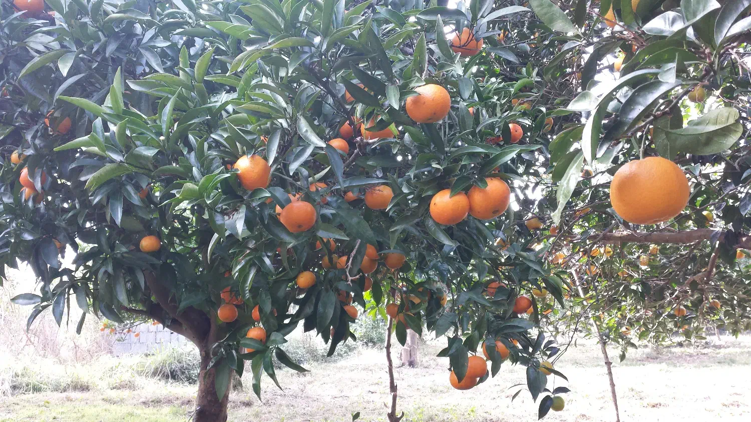 باغ مرکبات واقع در روستای اوشیان چابکسر|فروش زمین و ملک کلنگی|چابکسر, |دیوار