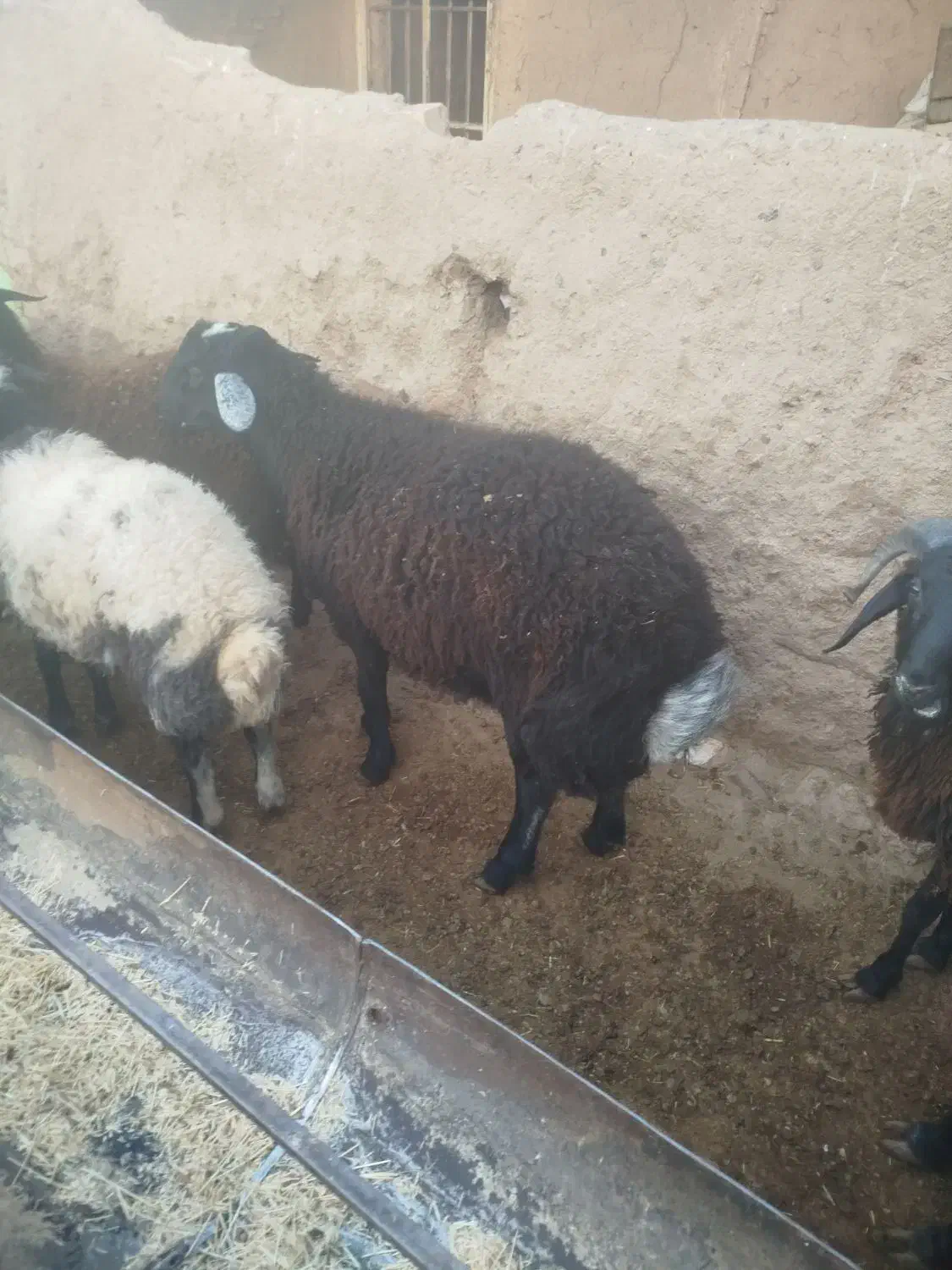 بره های نر چاق ،وزن مختلف|حیوانات مزرعه|ساوه, |دیوار