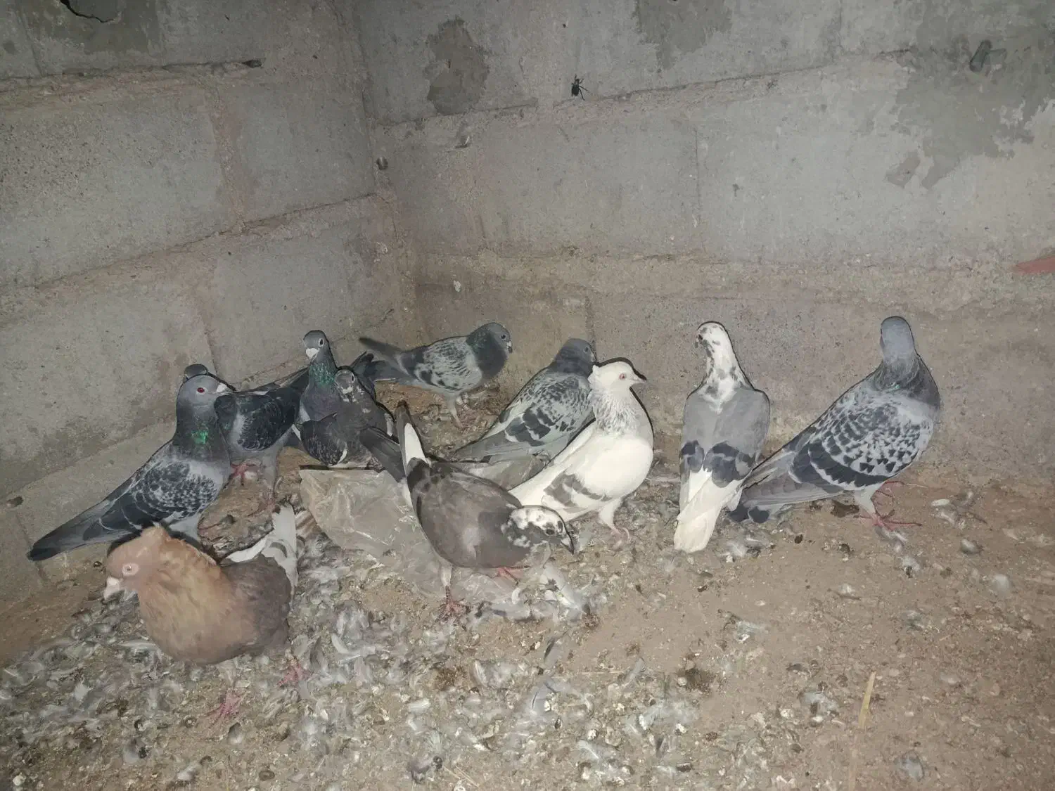 کفتر|پرنده|گنبکی, |دیوار