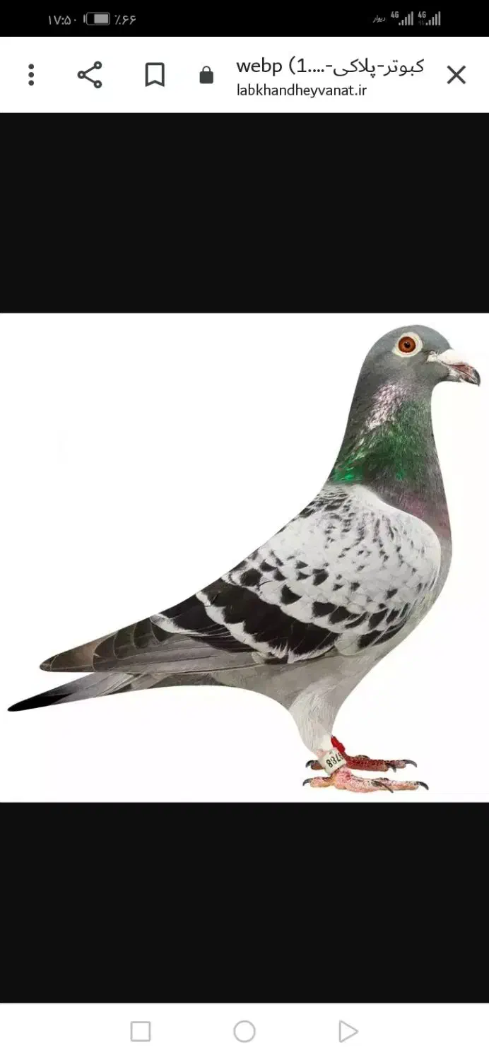 کبوتر|پرنده|مشهد, رضاییه|دیوار