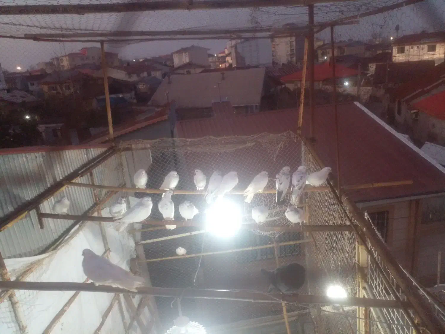 فروش کبوتر|حیوانات مزرعه|آستانه اشرفیه, |دیوار