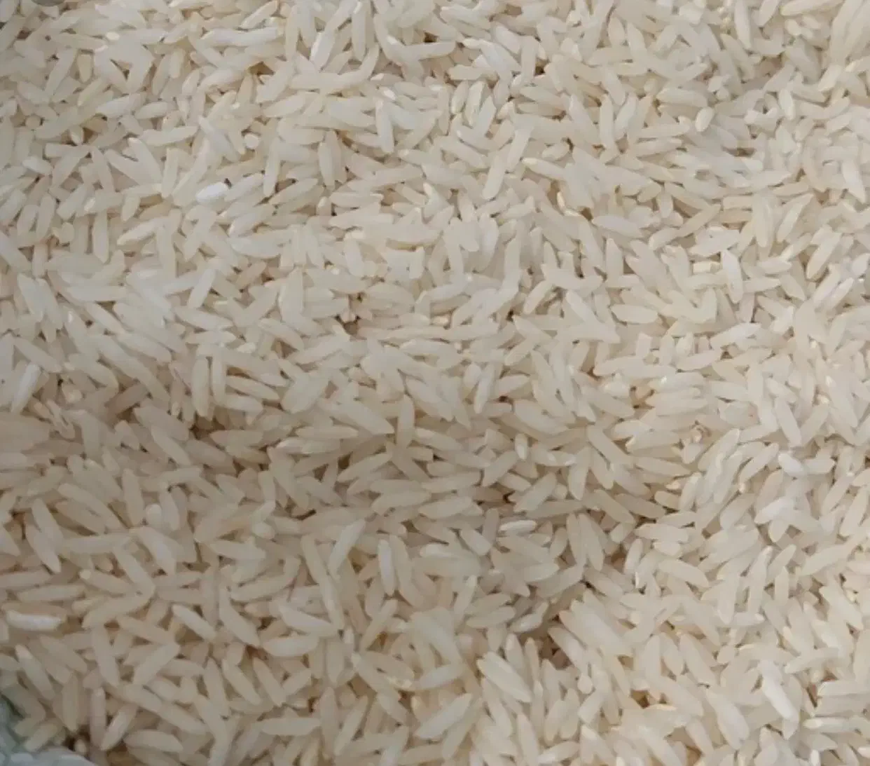 برنج طارم هاشمی کشت دوباره|خوردنی و آشامیدنی|دابودشت, |دیوار