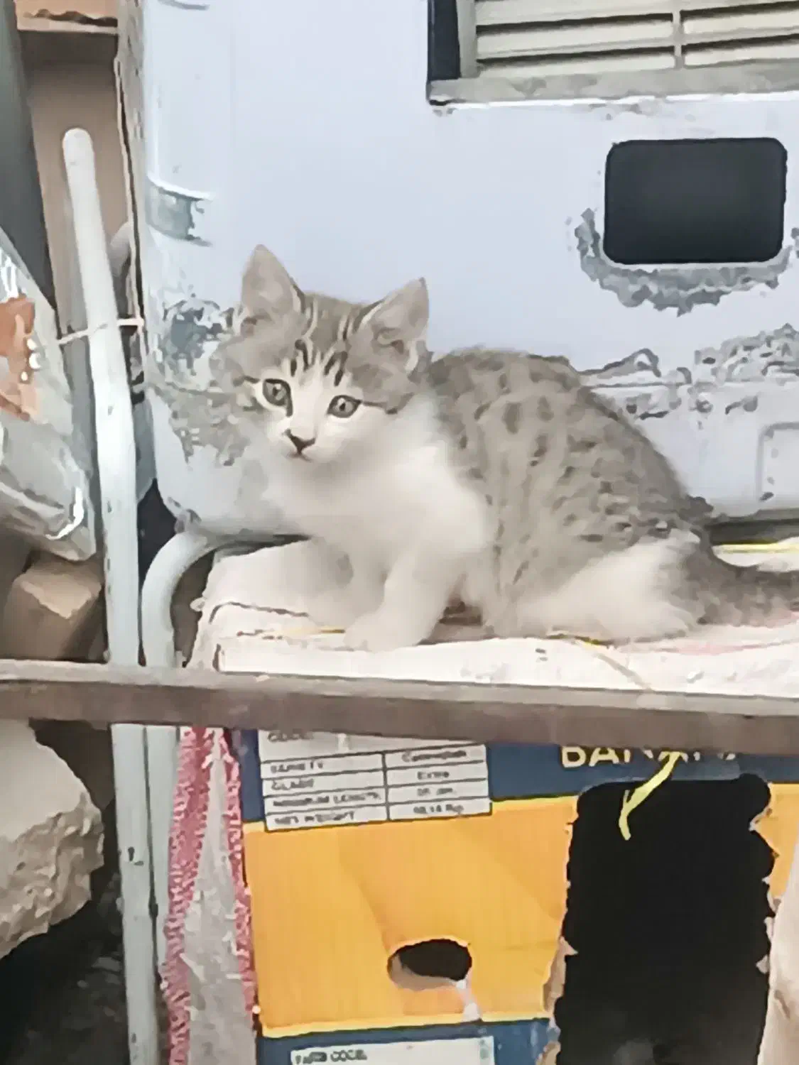 رایگان به خانواده حیوان دوست بشرط واکسن زدن|گربه|مراغه, |دیوار