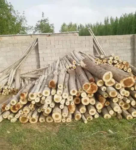 خرید انواع درخت و چوب در تمام استان به صورت نقدی|خدمات باغبانی و درختکاری|اردبیل, |دیوار