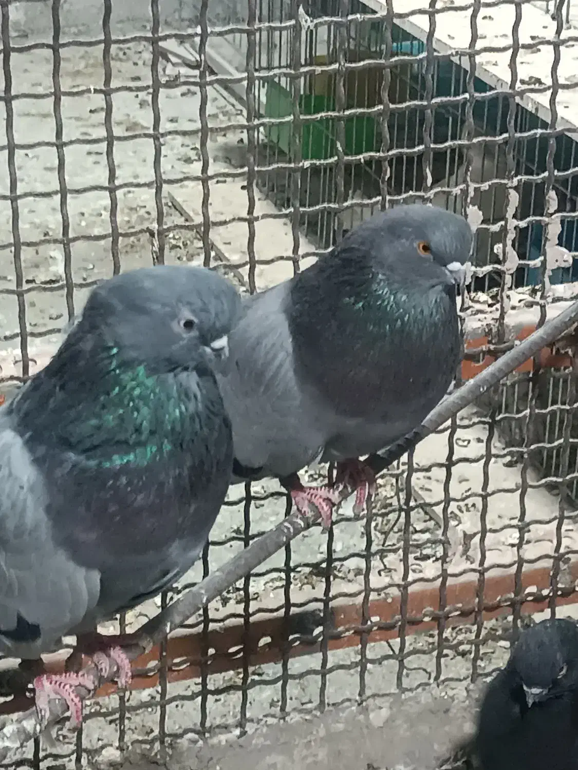 یک جفت کفتر سبز نوک قنار|پرنده|بندرعباس, |دیوار