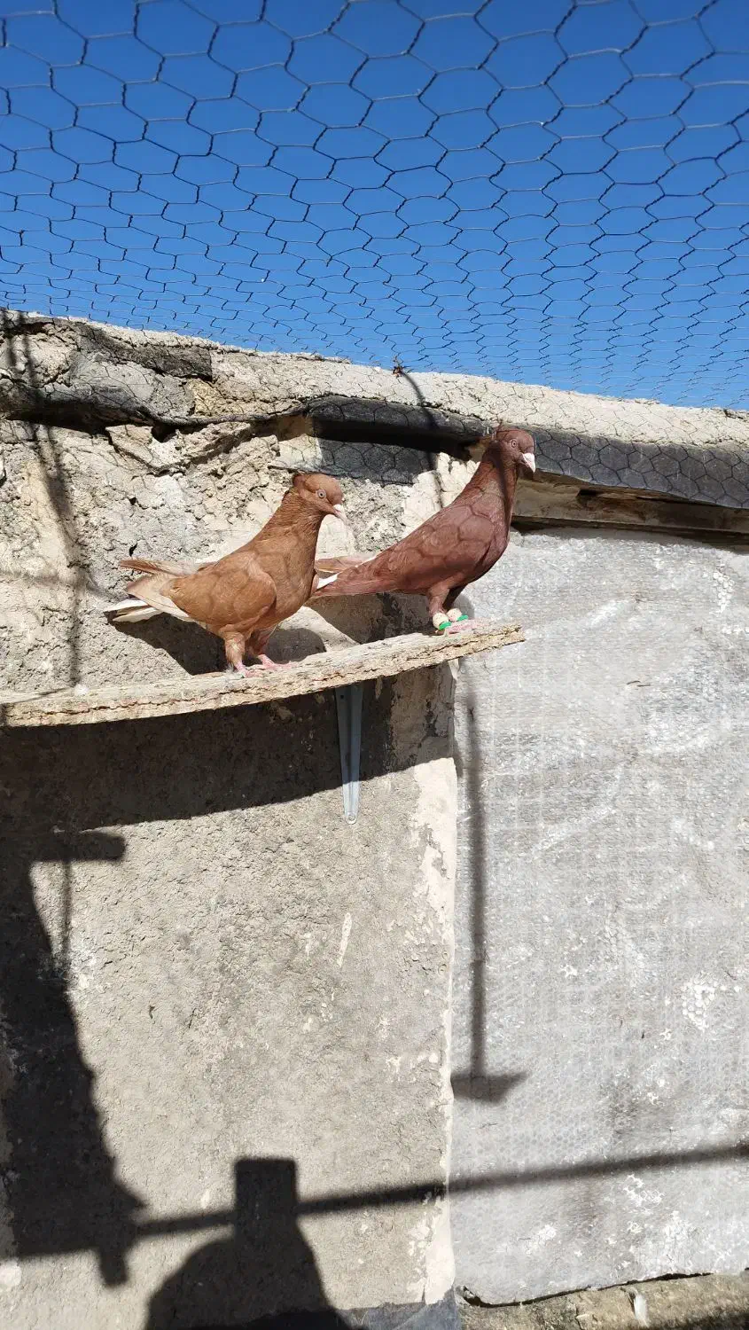 دوجفت دم سفید سیاه و زرد و سرخ|پرنده|تاکستان, |دیوار