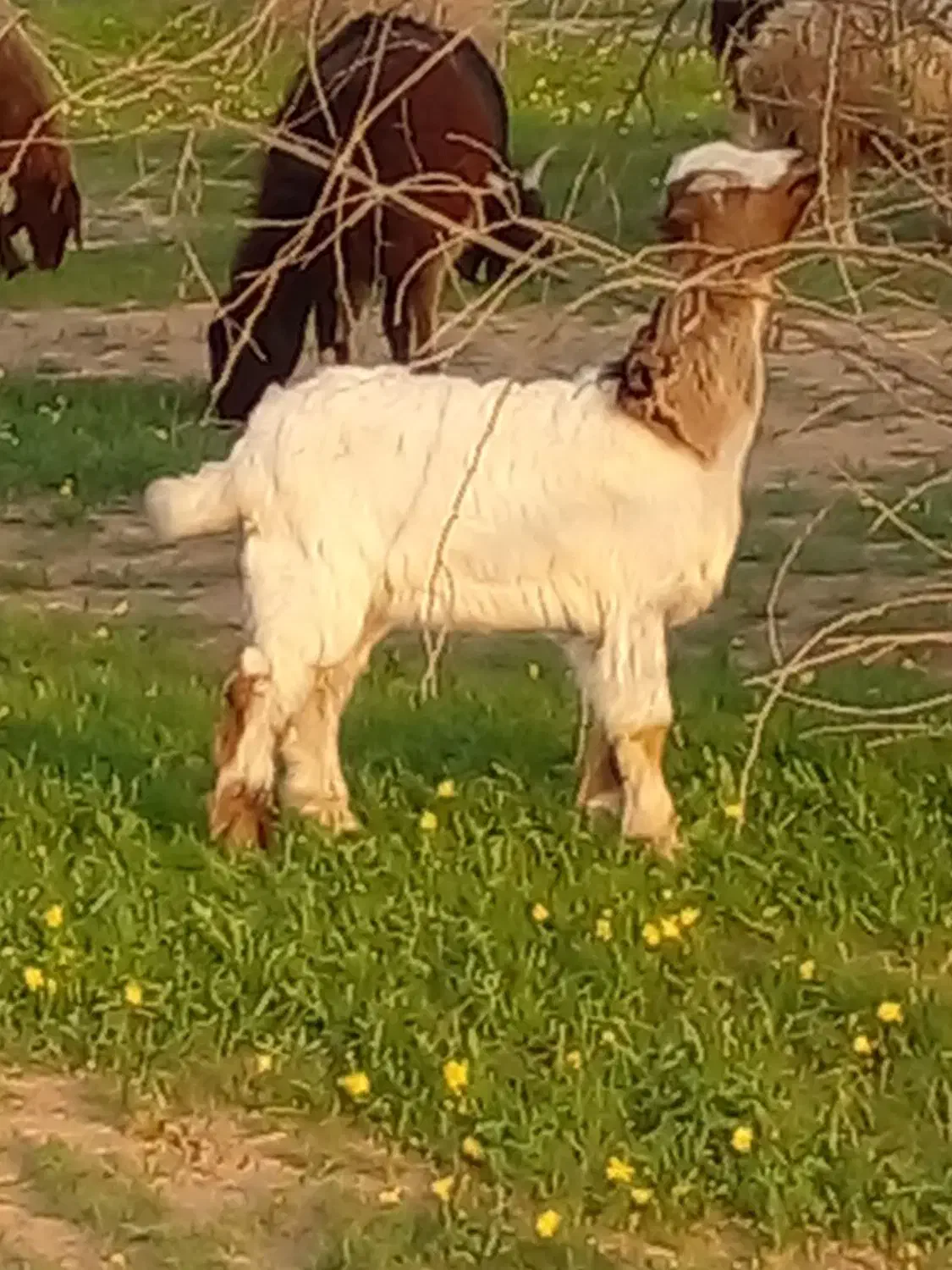 کره نر|حیوانات مزرعه|امیدیه, |دیوار