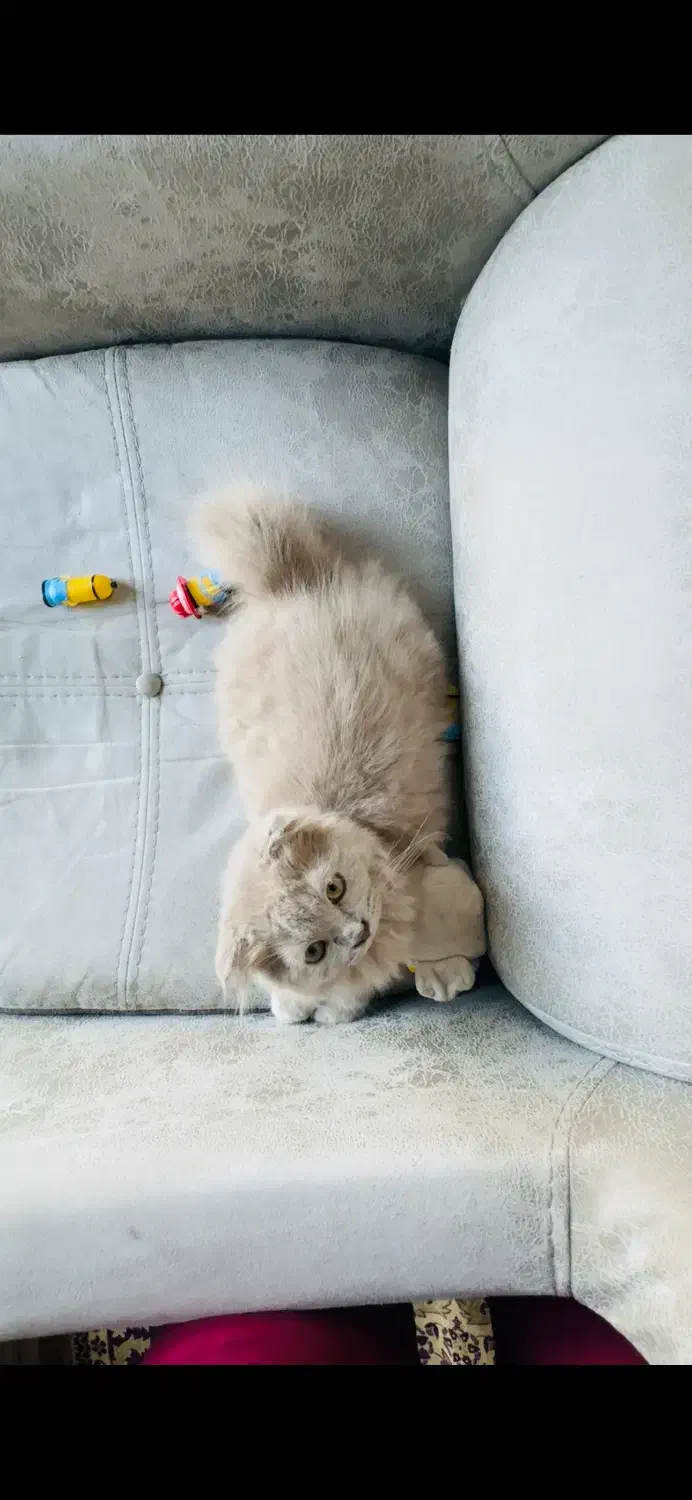 گربه اسکاتیش لانگ هیر لیلاک|گربه|تربت‌حیدریه, منصوریه|دیوار