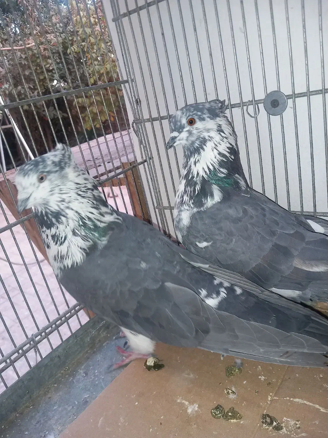 کبوتر کفتر ۳ جفت عالی|پرنده|فردیس, قریشی|دیوار