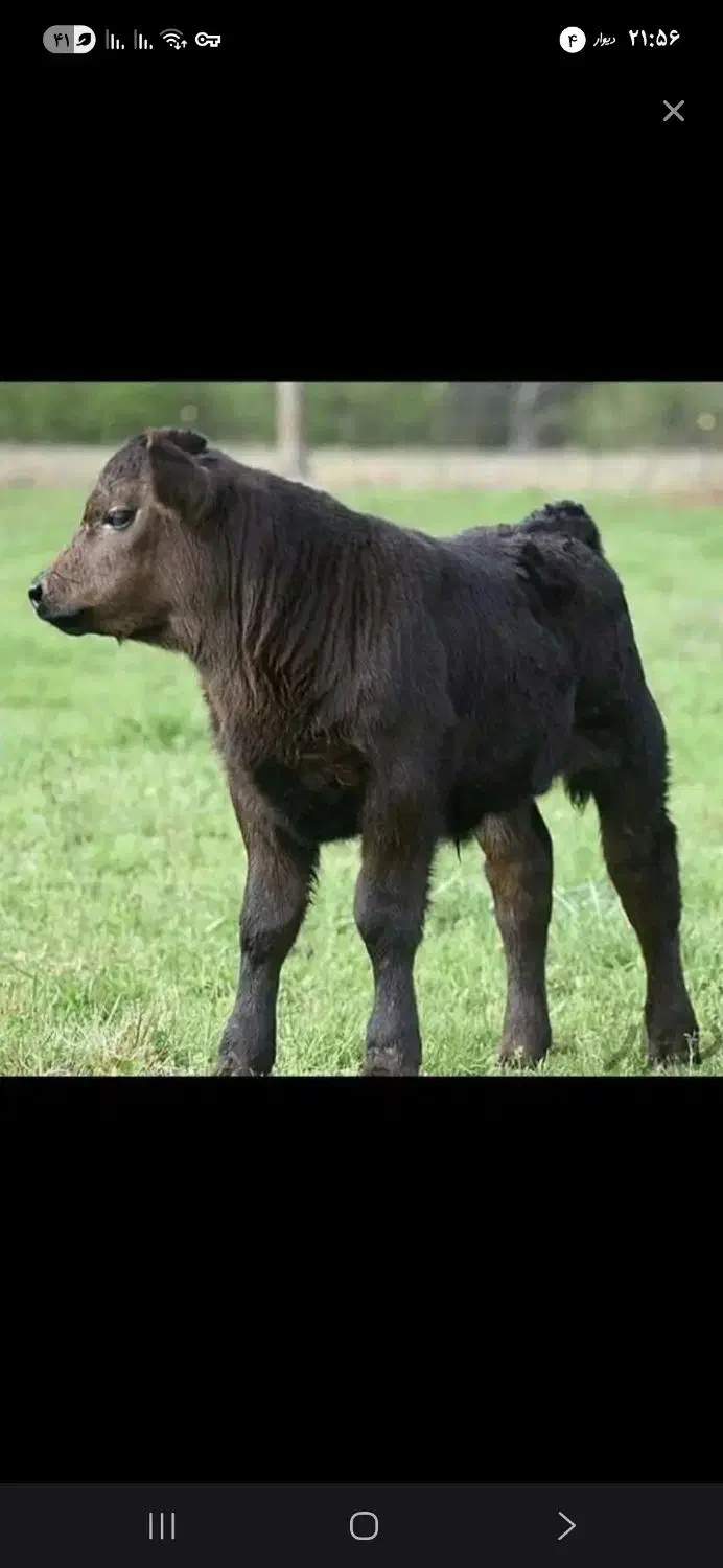 فروش ۲۲گاو وگوساله|حیوانات مزرعه|شیراز, گویم|دیوار