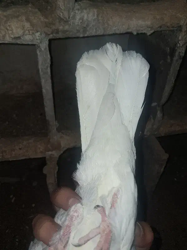 سرور دم سفید یا هفت رنگ دم سفید|پرنده|کارون, |دیوار