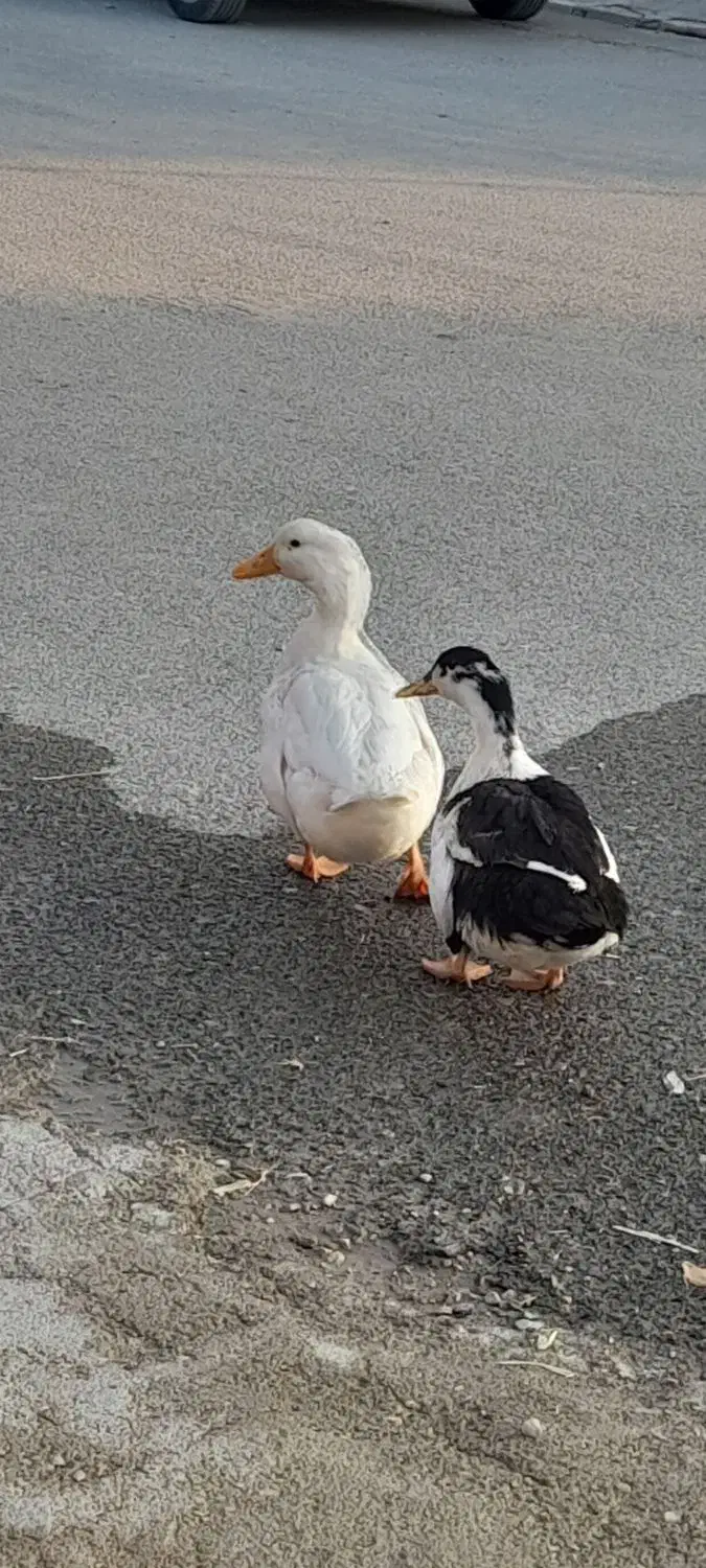 ۲عددمرغابی نیومده ۱،۴۰۰یک ملیون چهارصد|حیوانات مزرعه|ایوان, |دیوار