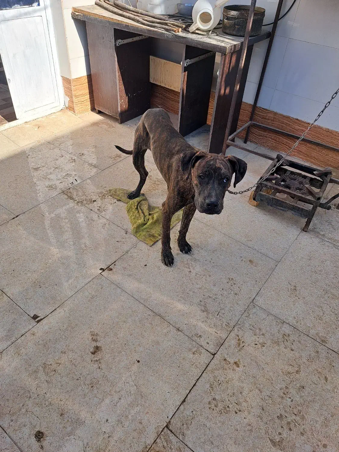 سگ پیتپول واگزاری|سگ|آبادان, |دیوار