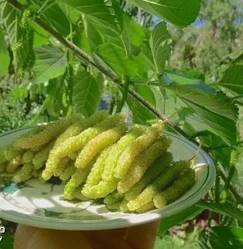 تولید نهال توت موزی|خدمات باغبانی و درختکاری|اژیه, |دیوار