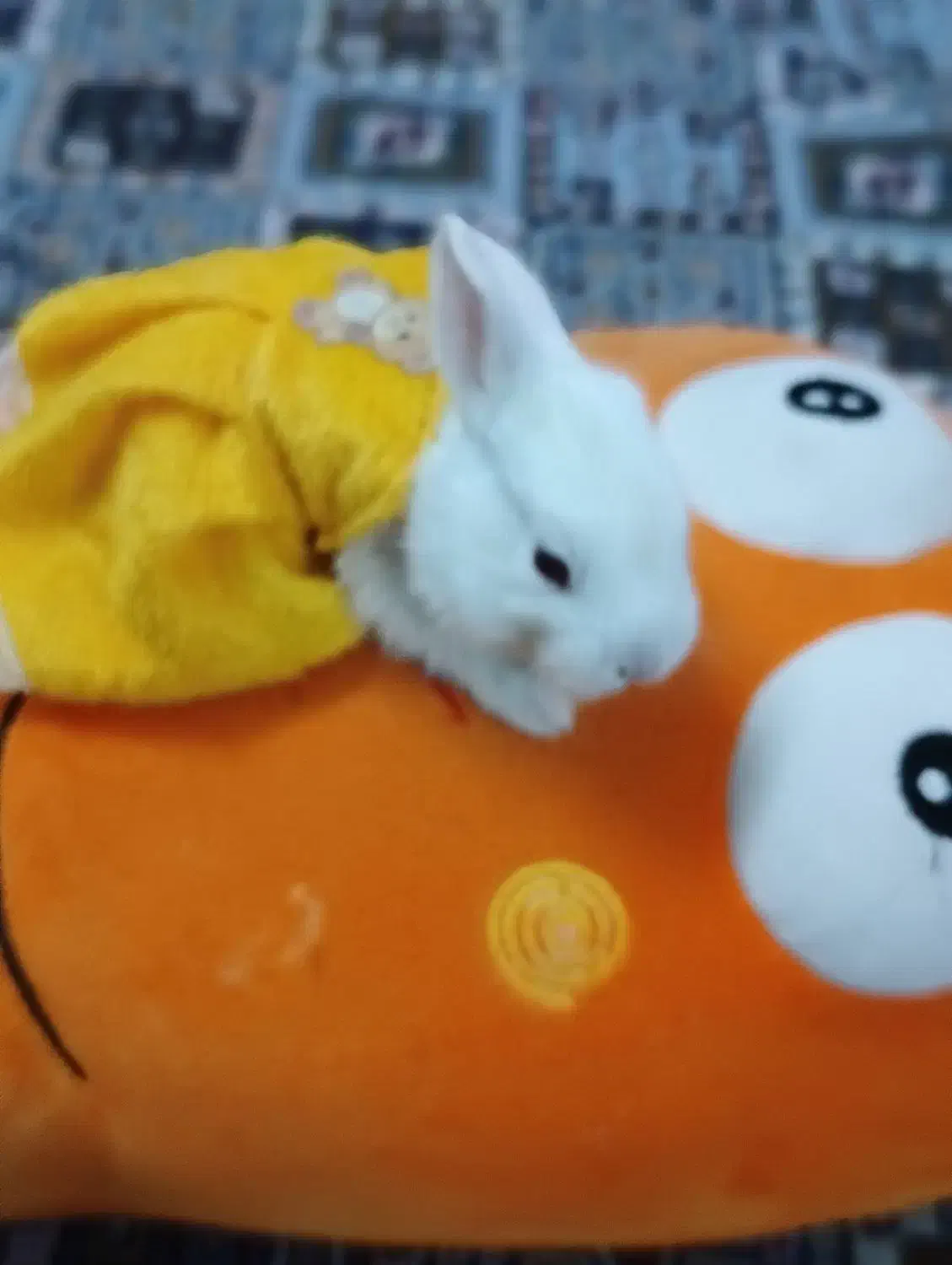 بچه خرگوش  اندازه نصف کف دست|موش و خرگوش|قم, باجک سه|دیوار