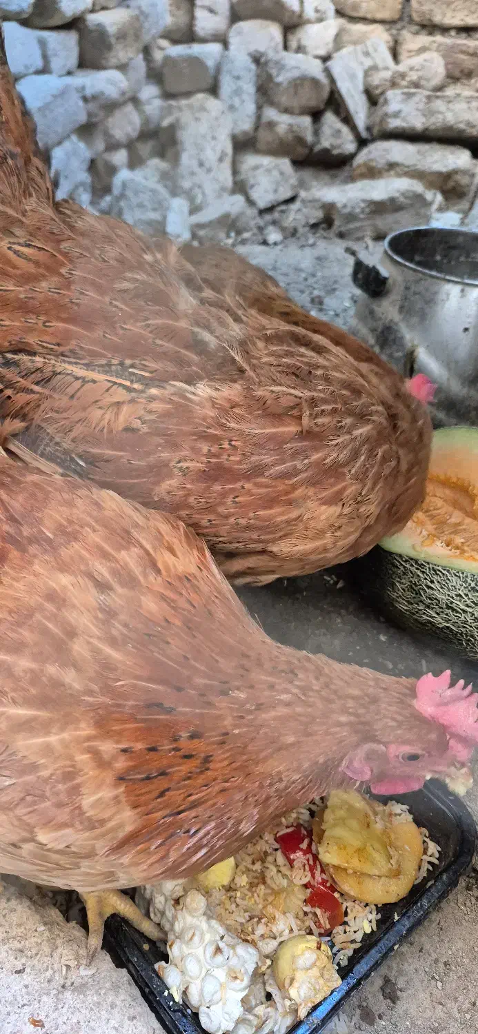 مرغ محلی|حیوانات مزرعه|ماهدشت, |دیوار