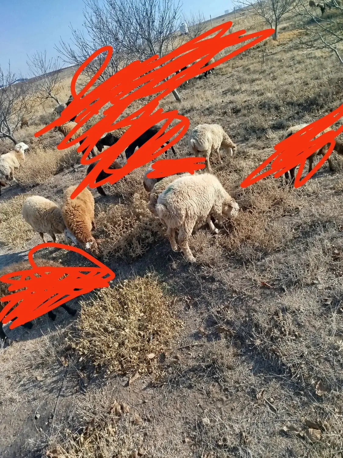 توغلی و بره|حیوانات مزرعه|ارشق, |دیوار