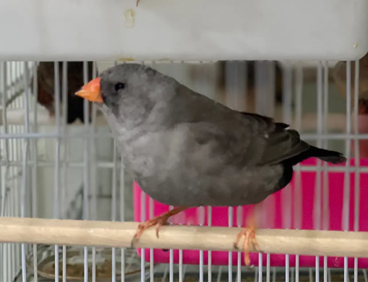 فنچ شارکول جوجه خط خونی انگلیسی|پرنده|مشهد, دانشجو|دیوار