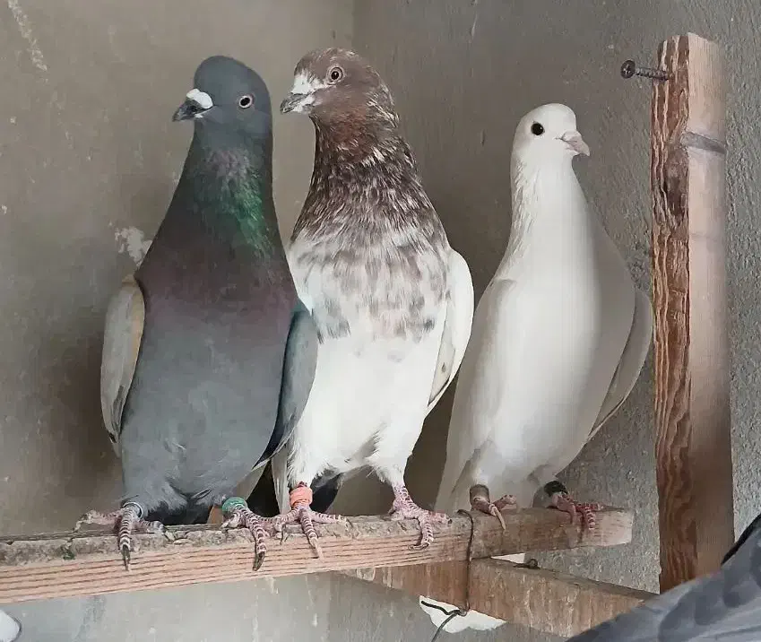 کبوتر  پرشی|پرنده|کهریزک, |دیوار