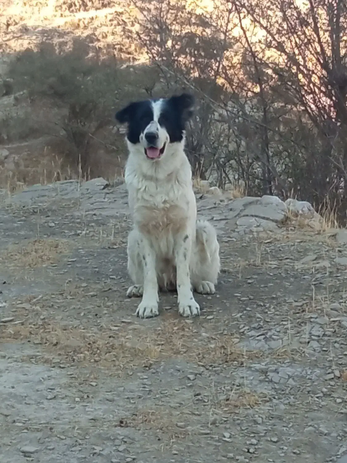سگ لاس قدریجانی گله ای. واگذاری|سگ|کوه چنار, |دیوار