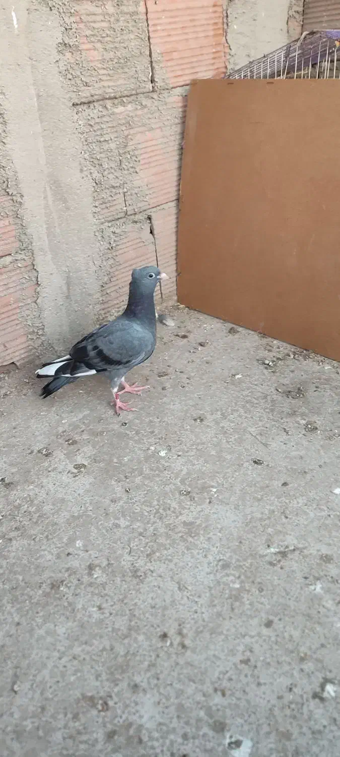 کفتر|پرنده|نگین شهر, |دیوار