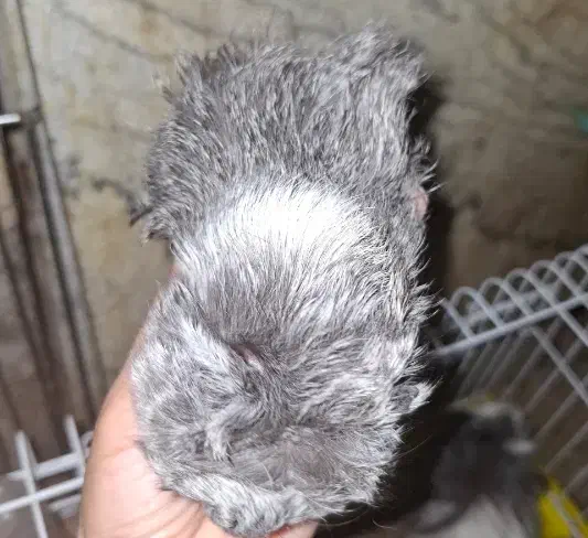 توله خوکچه هندی فشن(خرگوش)|موش و خرگوش|اهواز, کیانپارس |دیوار