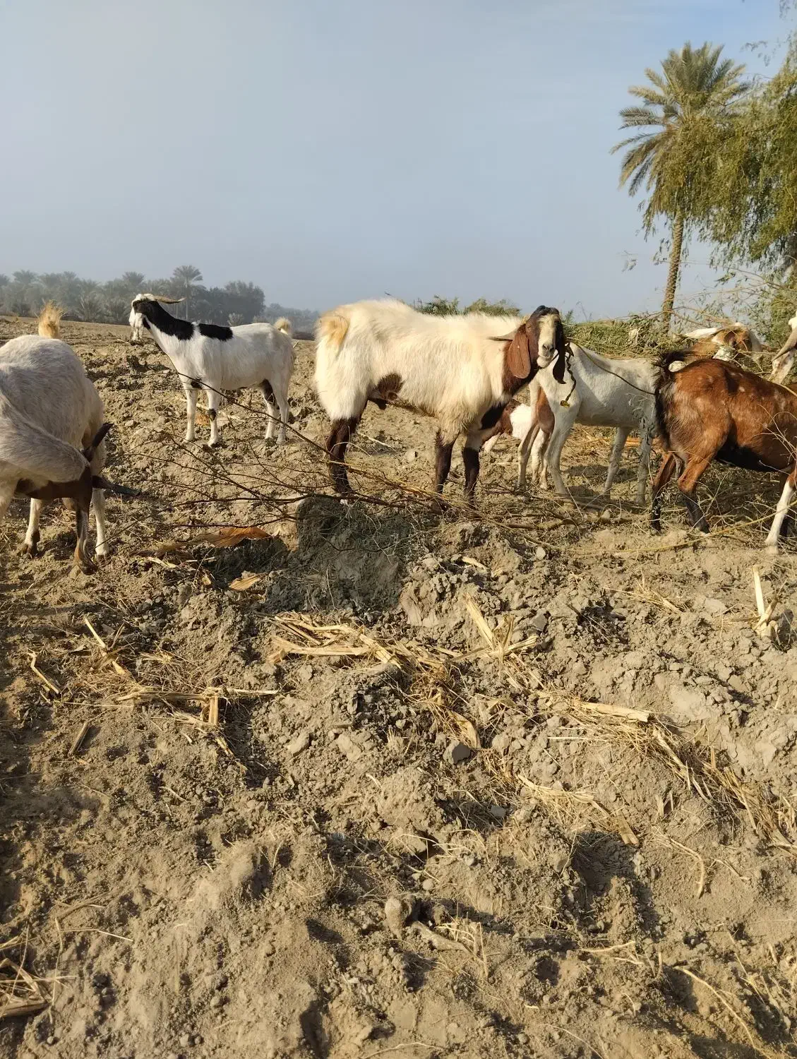 2عدد نری 3عدد بز|حیوانات مزرعه|میناب, |دیوار