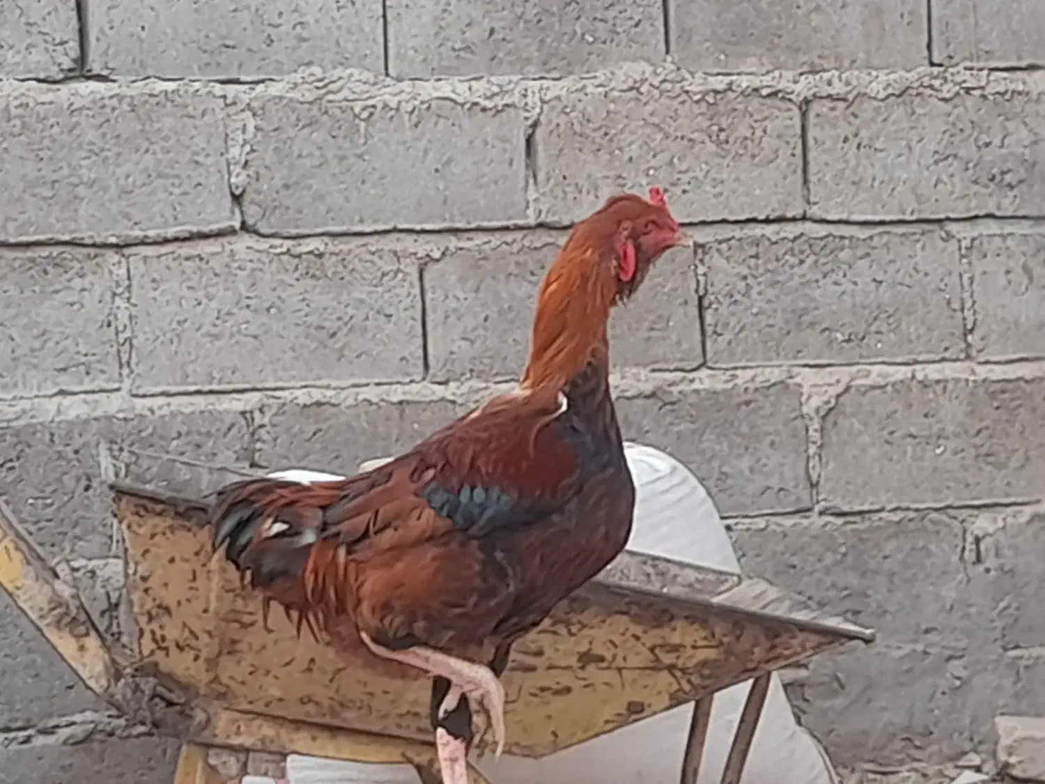 خروس و جوجه خروس|حیوانات مزرعه|زابل, |دیوار