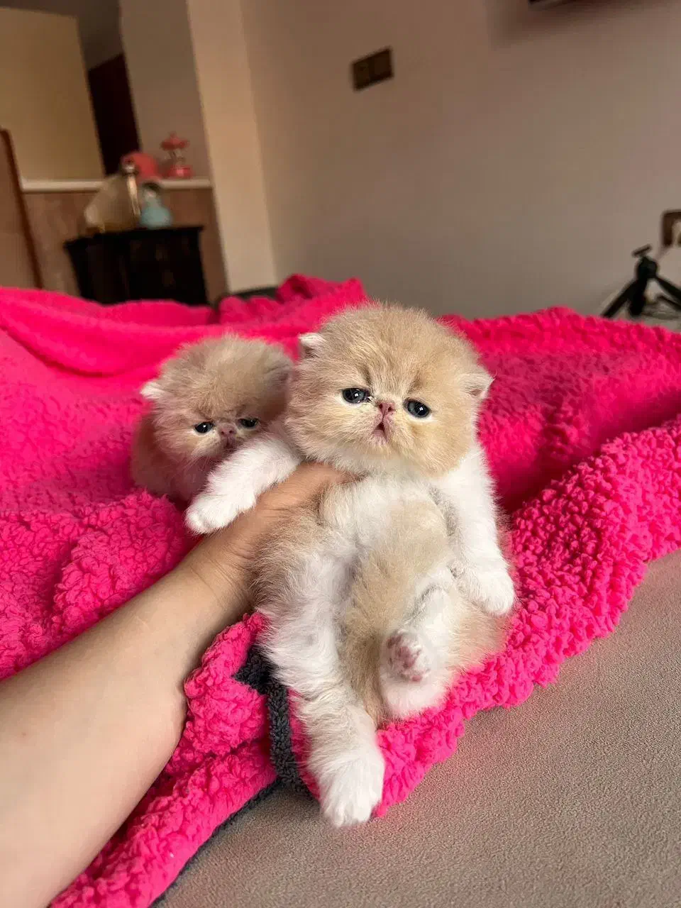 دنیای گربه های خاص و گوگولی (پرشین بریتیش اسکاتیش)|گربه|شیراز, دروازه اصفهان|دیوار