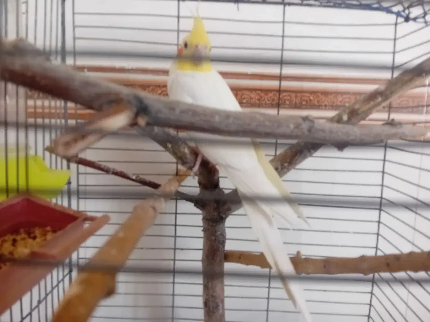 عروس هلندی|پرنده|قیدار, |دیوار