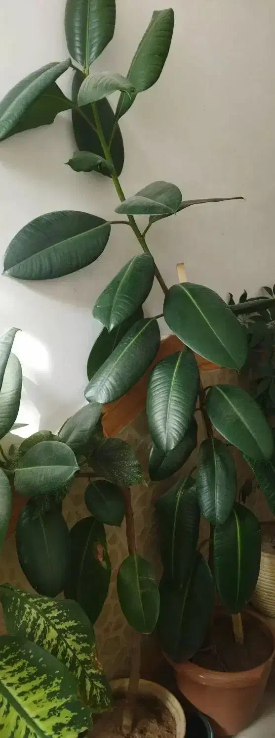 گل طبیعی|گل و گیاه طبیعی|میاندوآب, |دیوار