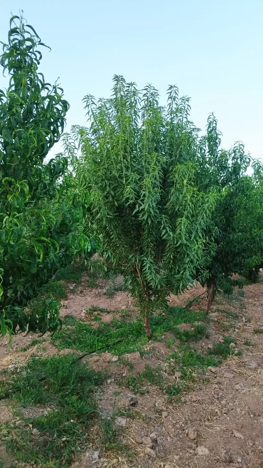 فروش باغ و باغچه|فروش زمین و ملک کلنگی|شاهین‌شهر, ۹ دی|دیوار