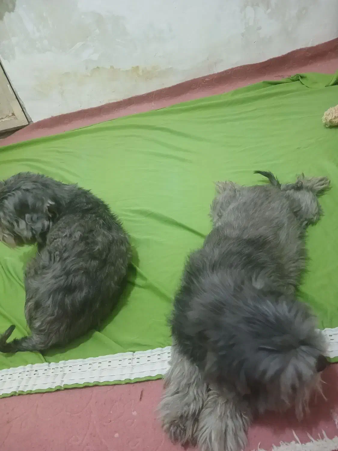 سگ فروشی|سگ|زرندیه, |دیوار