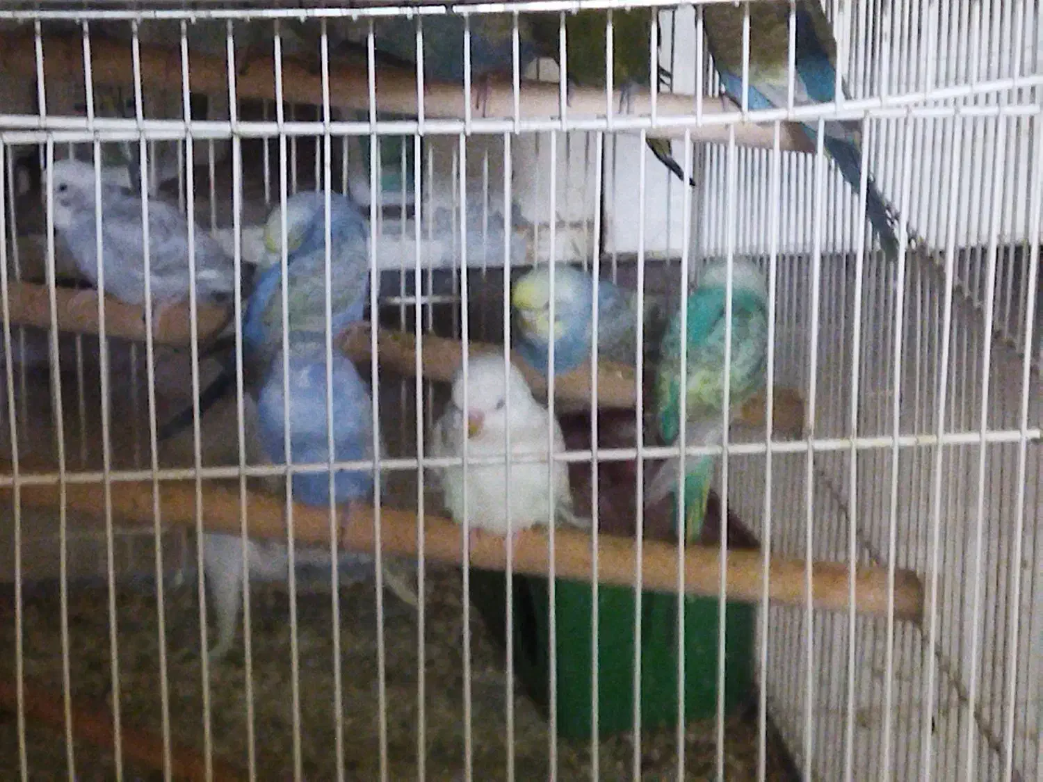 مرغ عشق وعروس هلندی|پرنده|آبپخش, |دیوار