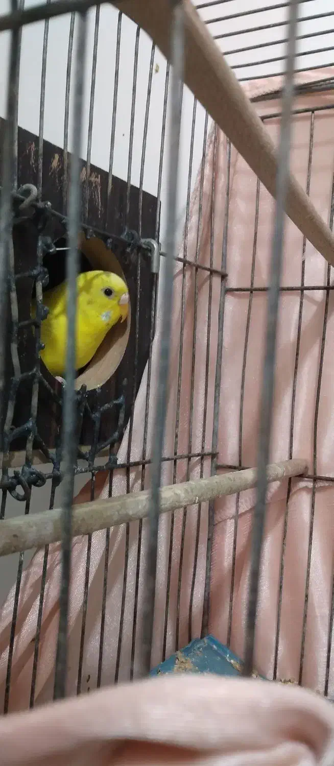 مرغ عشق ماده آماده به تخم|پرنده|اهر, |دیوار