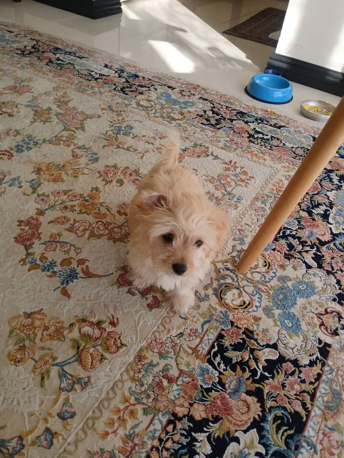 واگذاری رایگان سگ مهربون|سگ|پردیس, فاز ۳|دیوار