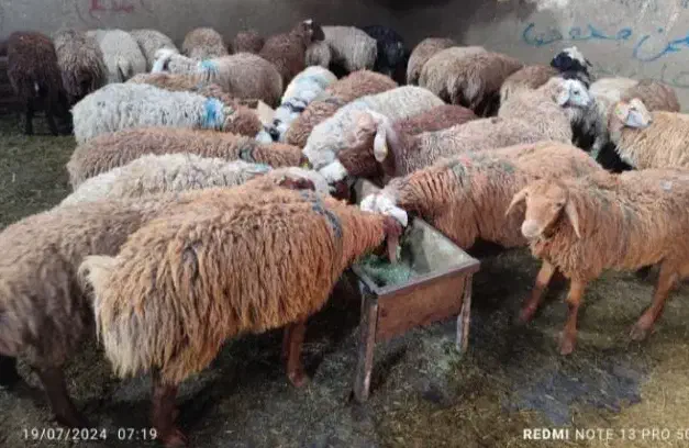 گوسفند خونی و گوسفند زنده برای نذری|حیوانات مزرعه|مشهد, نوید|دیوار