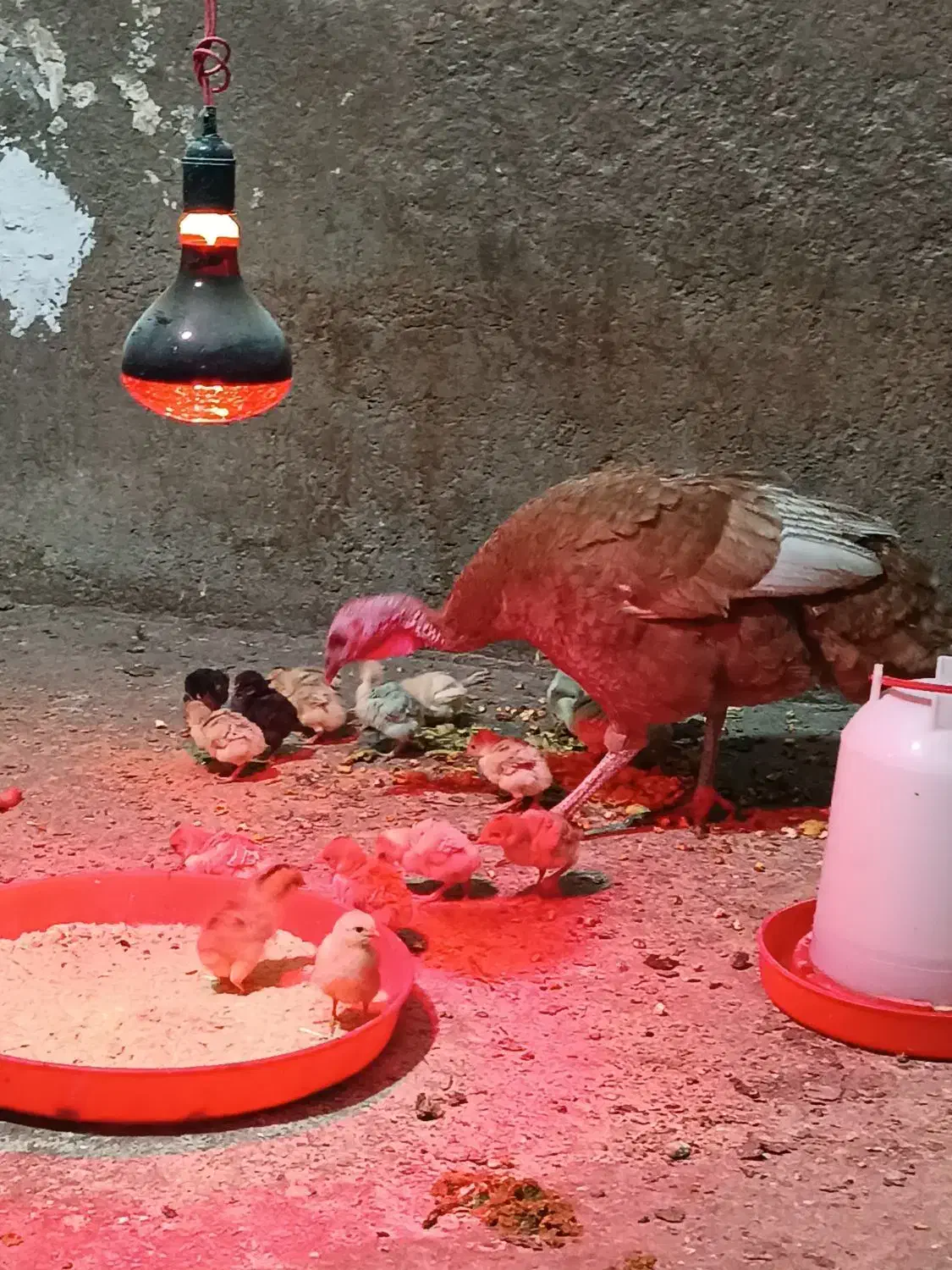 بوقلمون و جوجه بهترین نژاد|حیوانات مزرعه|بروجرد, |دیوار