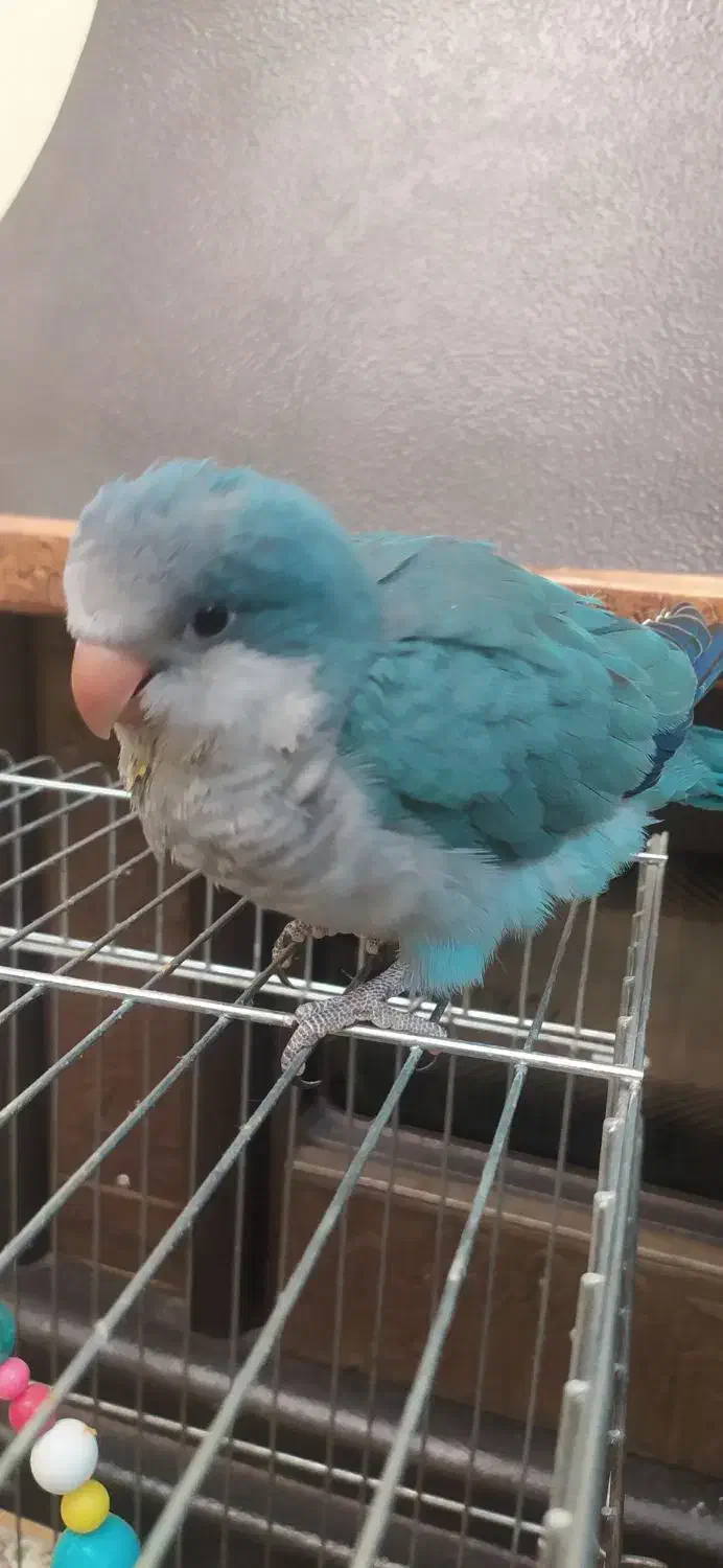 راهب آبی|پرنده|خاوران, |دیوار