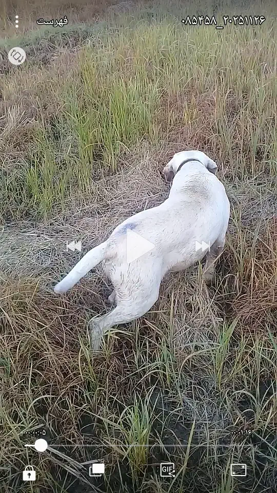 توله سگ شکاری لابرادور اصیل فول فول|سگ|لنگرود, |دیوار