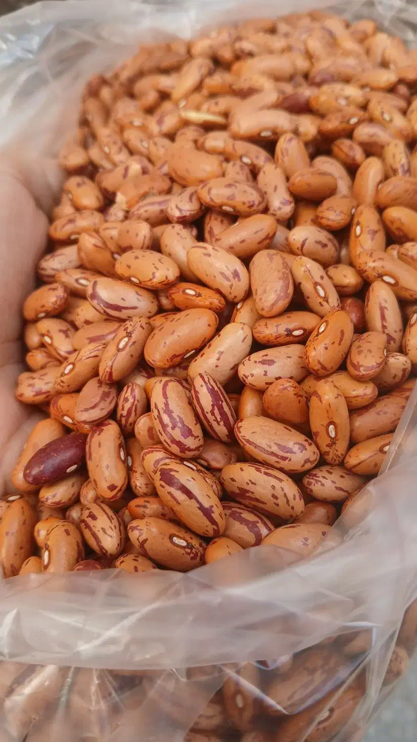 لوبیا چیتی|خوردنی و آشامیدنی|قم, باسکول|دیوار