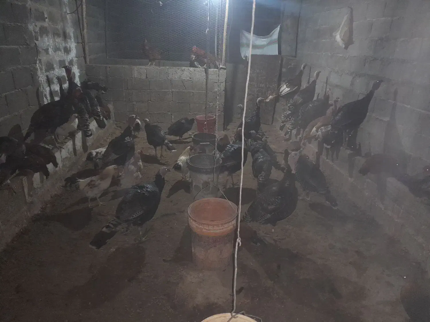 بوقلمون محلی و مرغ وخروس|حیوانات مزرعه|میانه, |دیوار