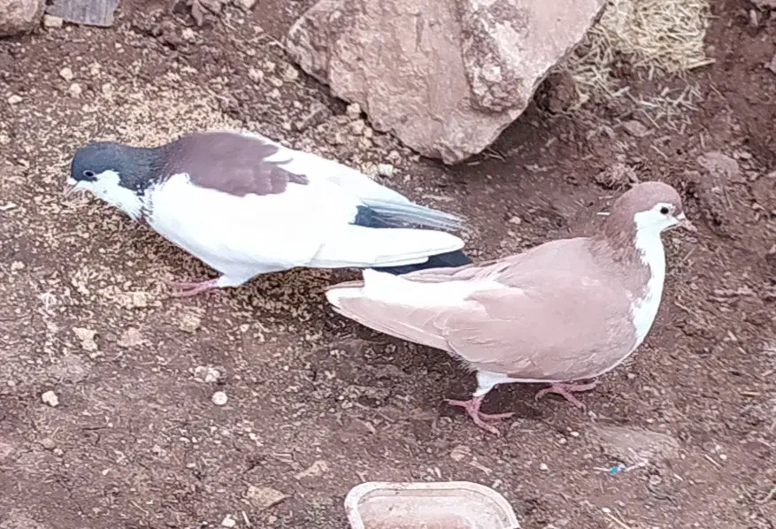 کبوتر|پرنده|چگنی, |دیوار