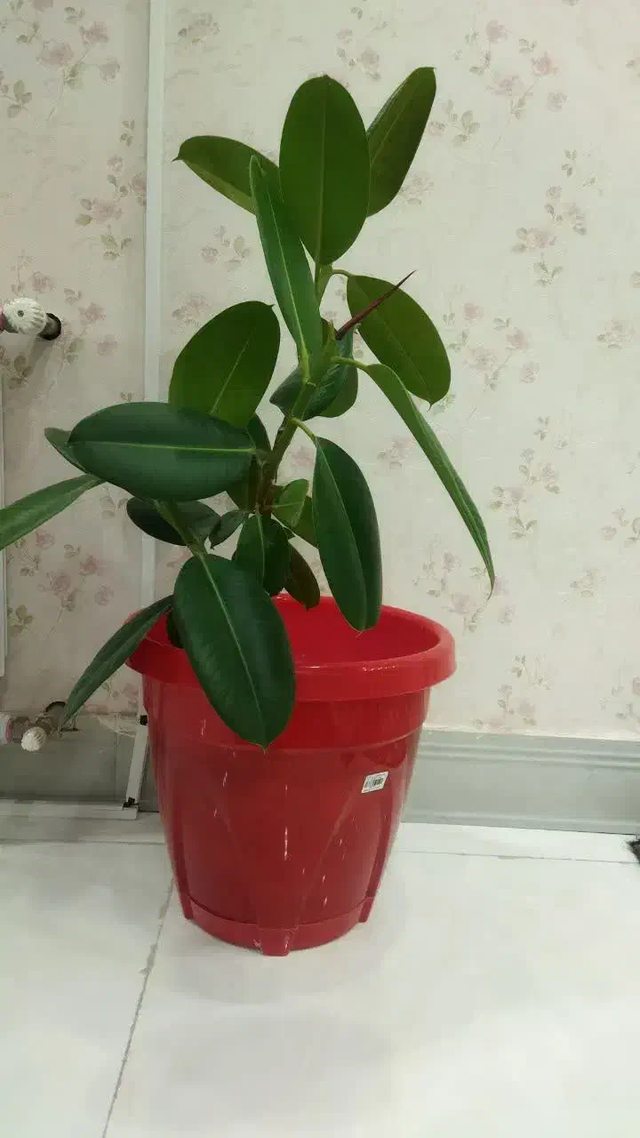 یک عدد گل طبیعی گوش فیلی با گلدان|گل و گیاه طبیعی|سنندج, |دیوار