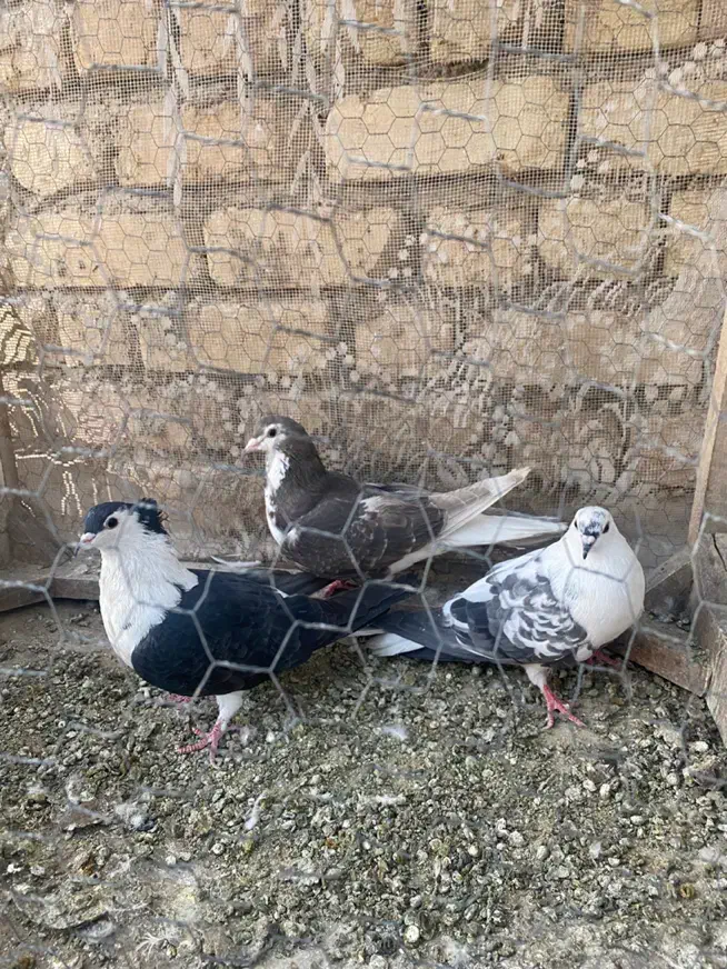 دمگیر دولا و دوبحر|پرنده|برخوار, |دیوار